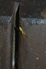 Tetragnatha squamata