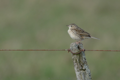 Anthus hellmayri
