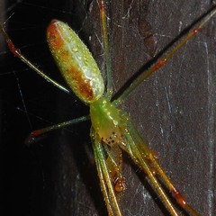 Tetragnatha squamata