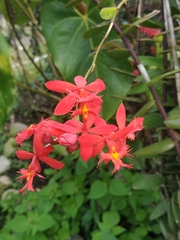 Epidendrum × obrienianum