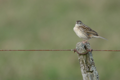 Anthus hellmayri