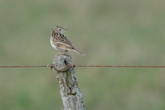 Anthus hellmayri