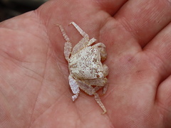 Aratus pisonii