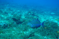 Balistes vetula