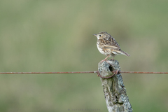 Anthus hellmayri