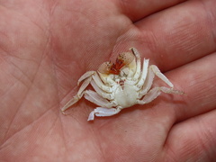 Aratus pisonii