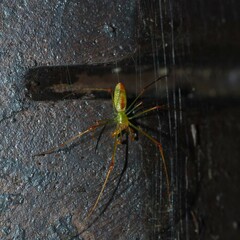 Tetragnatha squamata