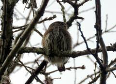 Glaucidium gnoma