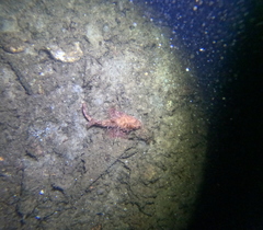 Hemitripterus americanus