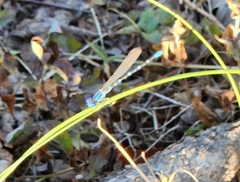 Argia sedula