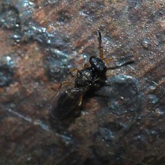 Chalcididae