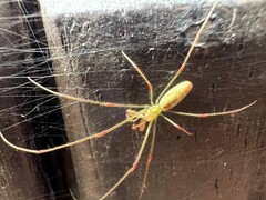 Tetragnatha squamata