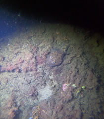 Myoxocephalus