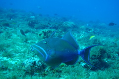 Balistes vetula