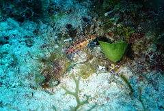 Serranus baldwini