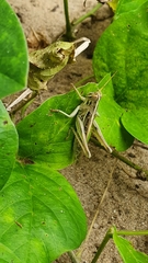 Schistocerca piceifrons