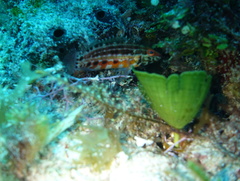 Serranus baldwini