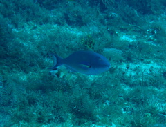 Sparisoma chrysopterum