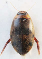 Rhantaticus congestus