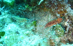 Serranus baldwini