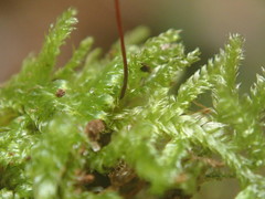 Ectropothecium perrotii