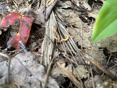 Clavulinopsis helvola