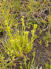 Pimelea curviflora