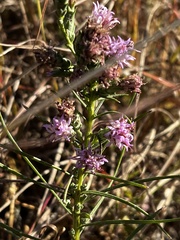Liatris bracteata