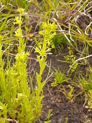 Pimelea curviflora