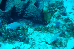 Sparisoma chrysopterum