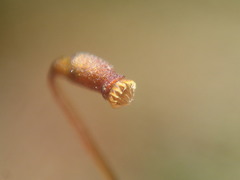 Ectropothecium perrotii