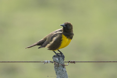 Pseudoleistes virescens