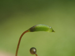 Ectropothecium perrotii