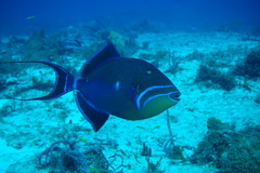 Balistes vetula