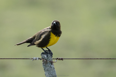 Pseudoleistes virescens