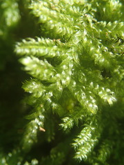 Ectropothecium perrotii