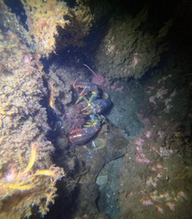 Homarus americanus