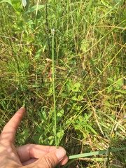 Equisetum variegatum