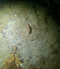 Myoxocephalus