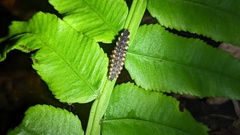 Pyrocoelia formosana