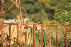 Spermestes cucullata