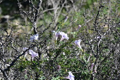 Ipomoea lindheimeri