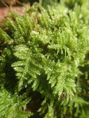 Ectropothecium perrotii