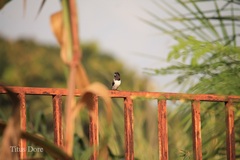 Spermestes cucullata