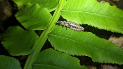 Pyrocoelia formosana