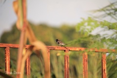 Spermestes cucullata