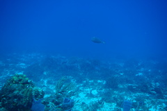 Xanthichthys ringens