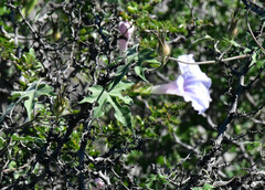 Ipomoea lindheimeri