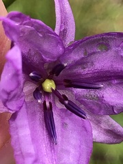 Arthropodium