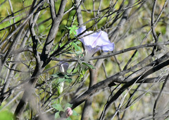 Ipomoea lindheimeri